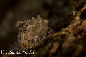 raja ampat by Eduardo Nadal 